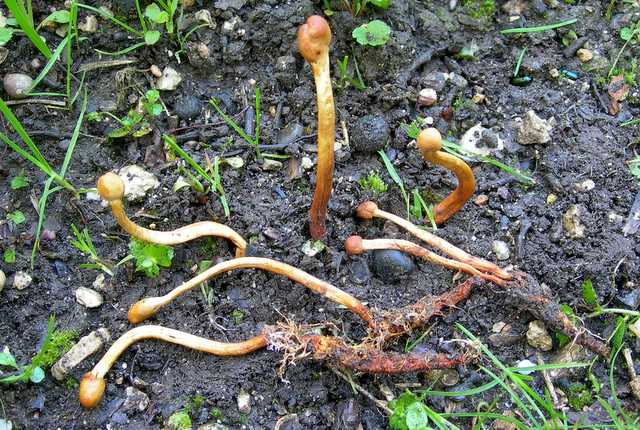 Funghi cittadini